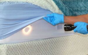 Bed bug bed inspection central mass worcester