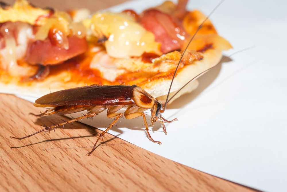 American cockroach near pizza massachusetts