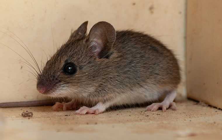 Mouse pest control mass