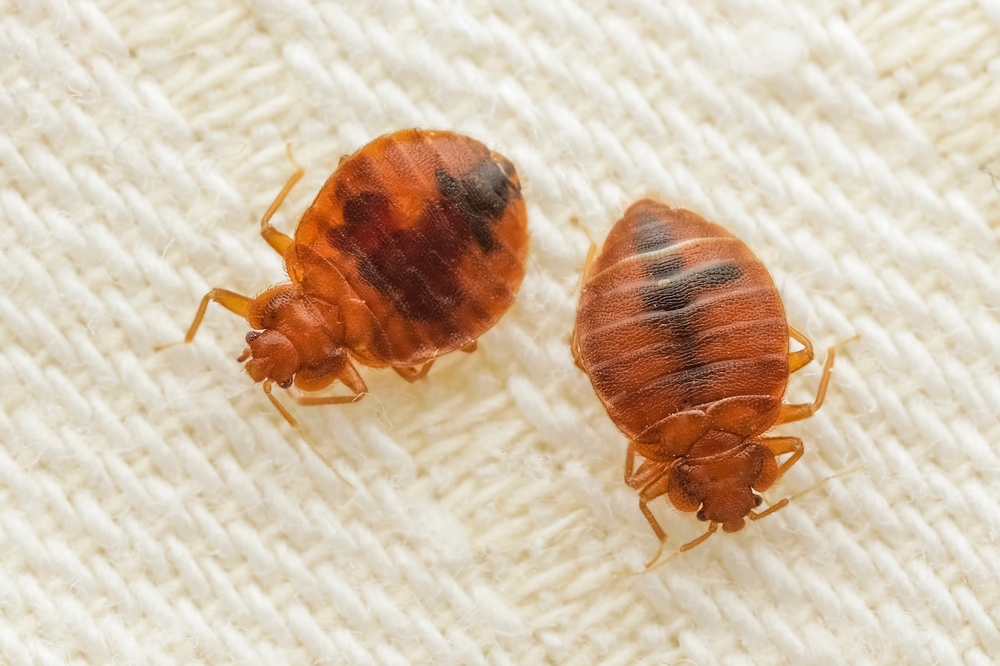 Signs of bed bugs in Worcester Central Massachusetts