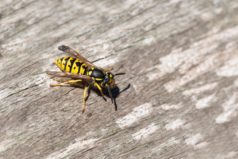 wasp