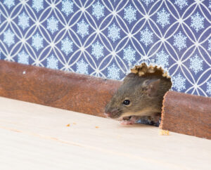 Mouse poking out through wall