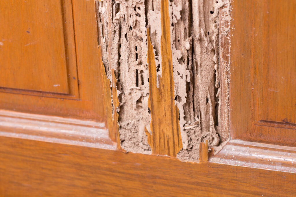 termite damage con cabinet doors central massachusetts