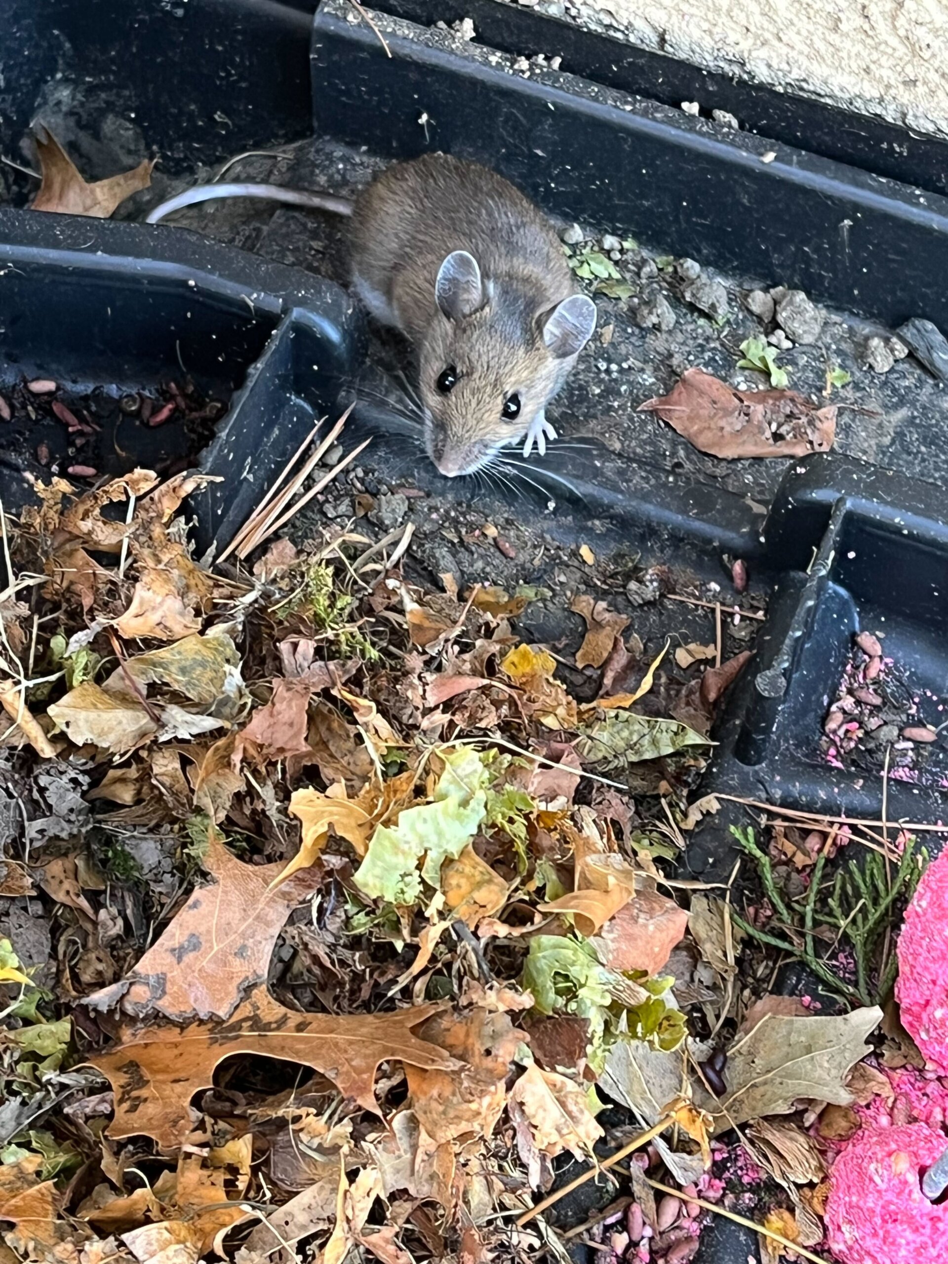 Mouse in bait box