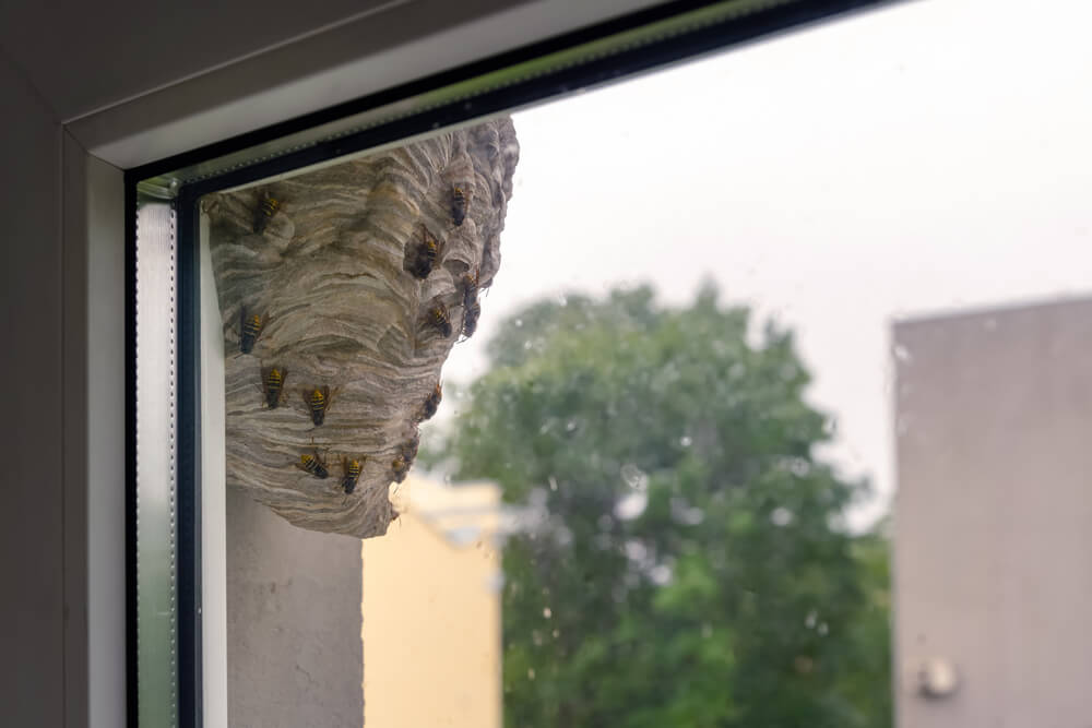 Wasp nest in window in massachusetts