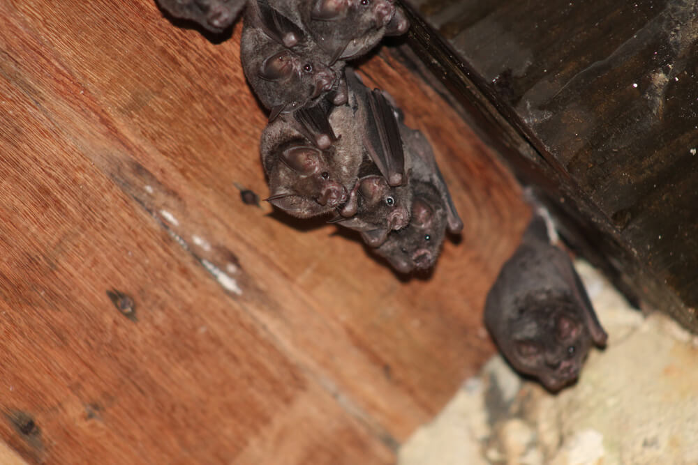 Brown bats in attic in massachusetts home