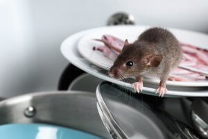 Rodent in Kitchen