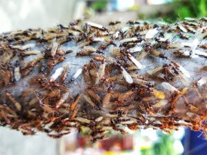 Alates