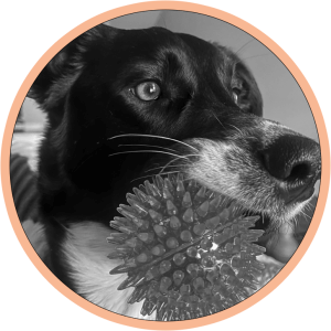 Pet friendly pest control dog