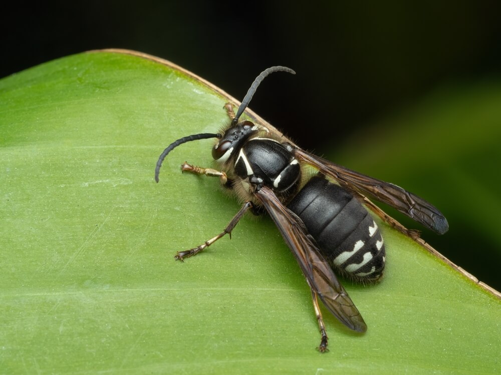 Bald faced hornet
