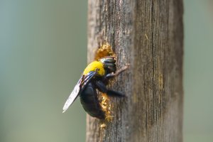 Carpenter bee