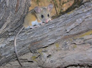 A deer mouse