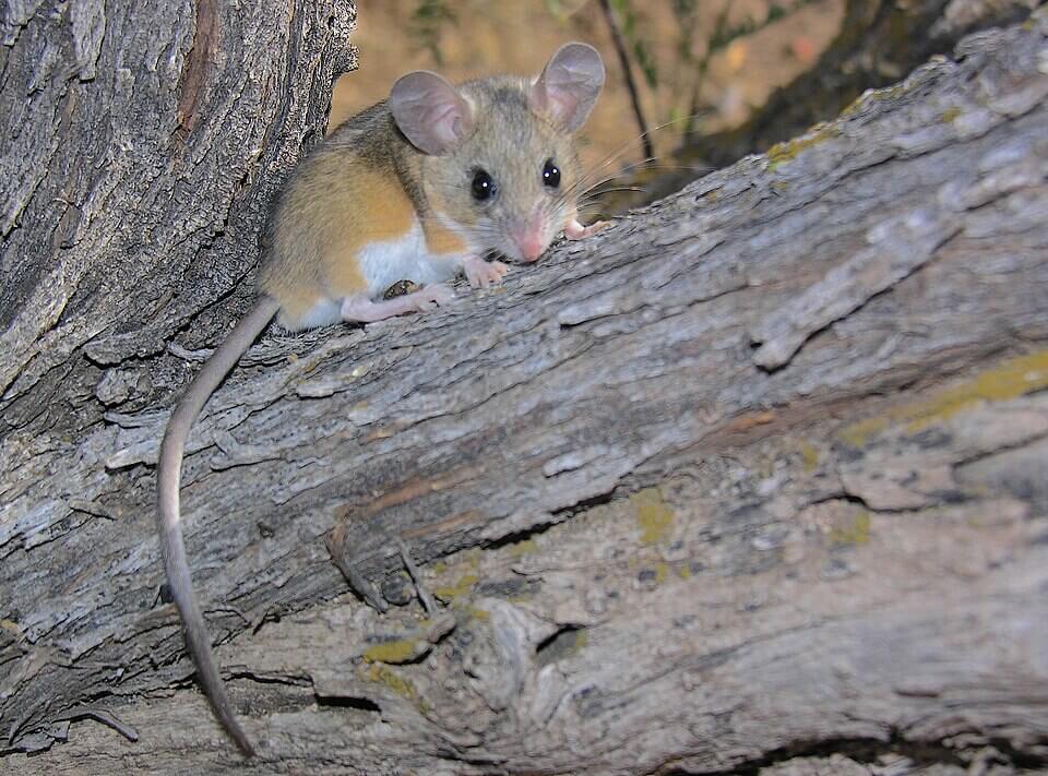 A deer mouse