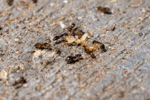 Odorous House Ants