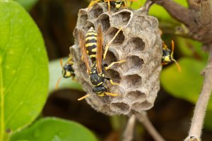Paper wasp