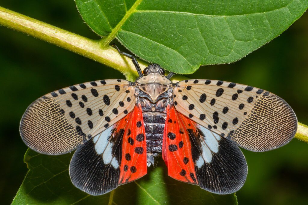 Spotted lantern fly