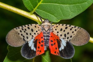 Spotted lantern fly