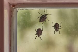 Stink Bugs