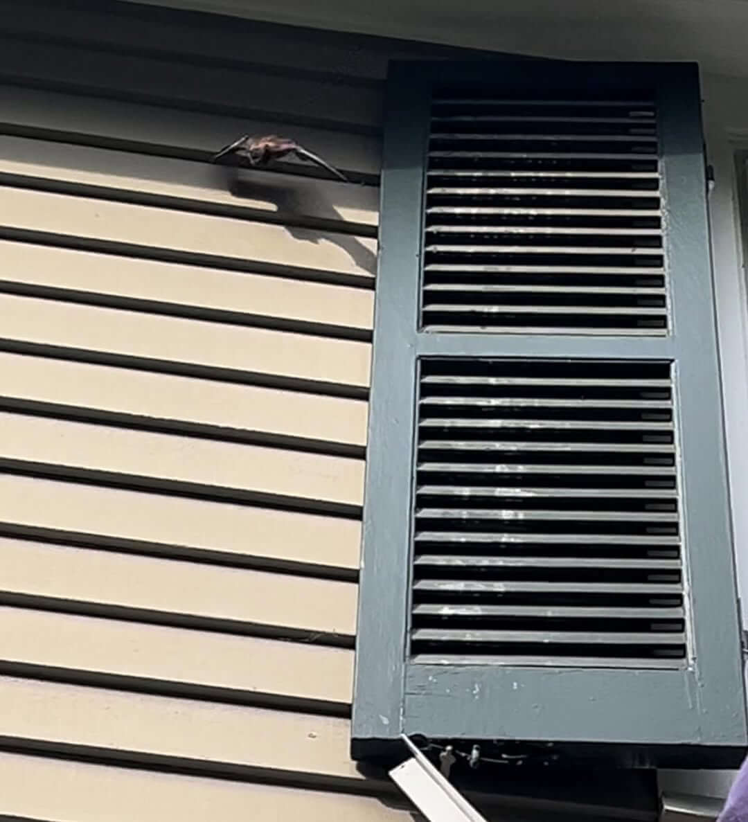 Bats behind shutters