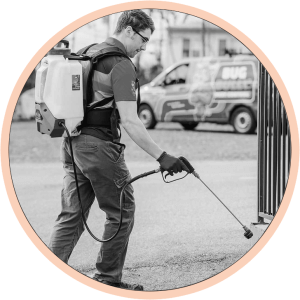 Pest Control technciian on Massachusetts property