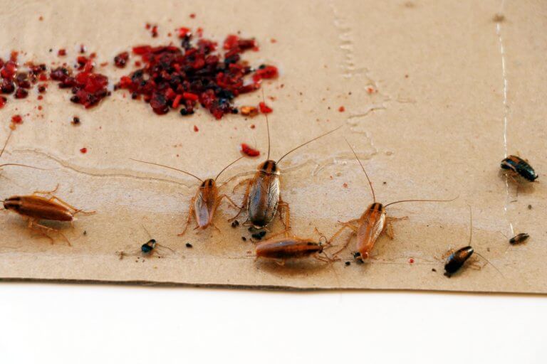 How to get rid of German Cockroaches, Central Mass - Bug Bully