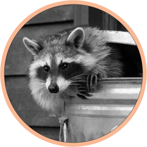circle-raccoon-wildlife Wildlife and raccoon control in central massachusetts